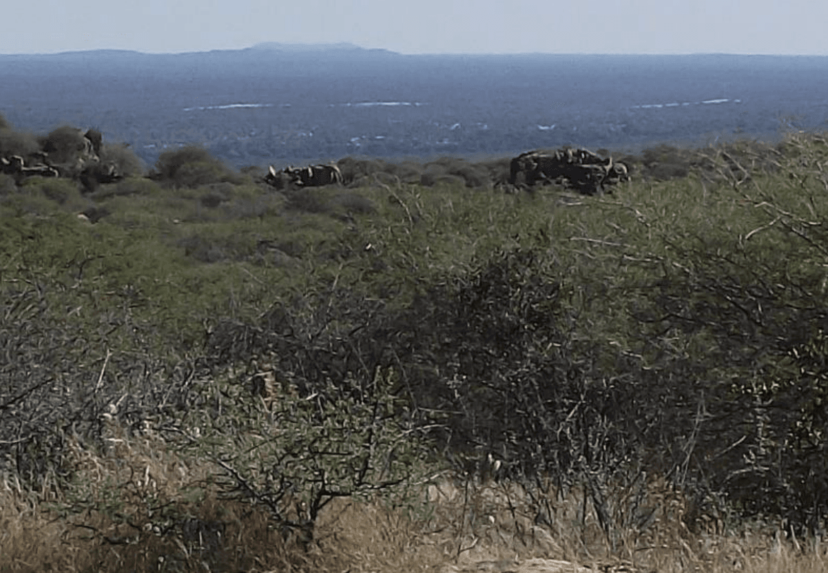 Namibia Set To Sign Biomass Power Plant Deal